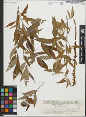Foto von Salix pierotii Miq.